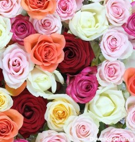 عکس گل رز رنگ های متفاوت با کیفیت بالا | عکس دسته گل های رز رنگی ...