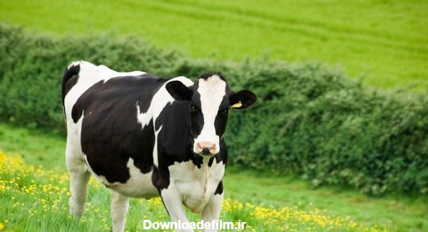 بهترین نژادهای گاو شیری | گاوشیری | بازار گوسفند