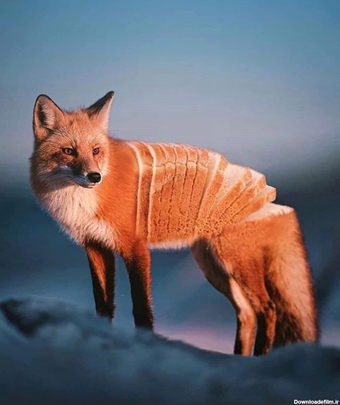 عکس‌های ترکیبی از حیوانات و خوراکی‌ها - سلام نو