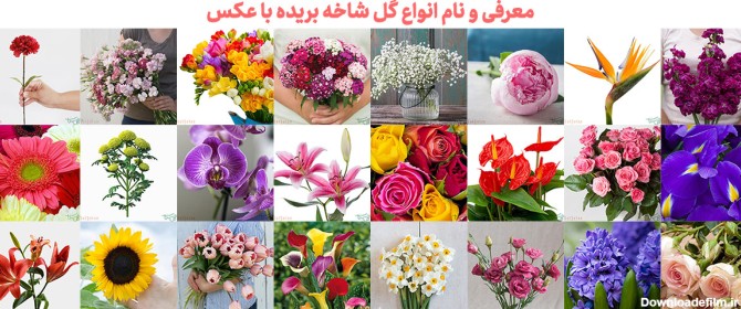 بلاگ تصویر کوچک - ✔️گل فروشی آنلاین گل شمال ایران ، خرید ...
