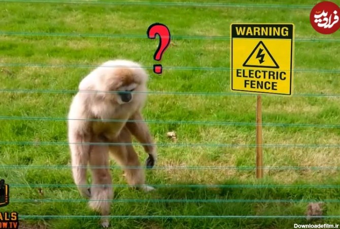 (ویدئو) شوکه شدن حیوانات در مواجهه با حصار برقی را ببینید