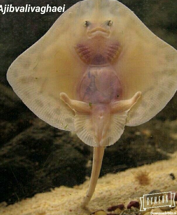 تصویری زیبا از یک بچه سفره ماهی، چه نازه  ☺️