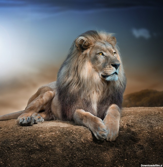 عکس 4k شیر سلطان جنگل در طبیعت با کیفیت بالا | حیوانات ...
