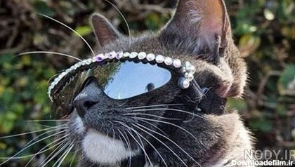 عکسهای گربه عینکی
