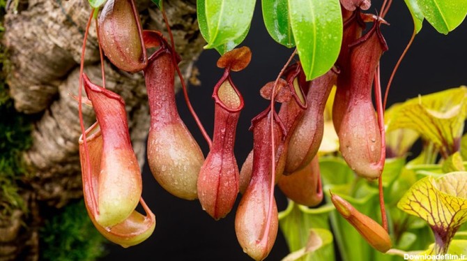 گیاه کوزه‌ای (Nepenthes) | معرفی 12 گونه از گیاهان گوشت‌خوار