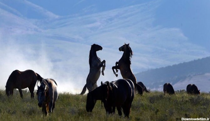 فرارو | (ویدئو) اسب‌های زیبا و گران قیمت وحشی در حیات وحش آمریکا