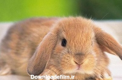 خرگوش لوپ هلندی بهتر است یا فرانسوی؟ قیمت خرید خرگوش لوپ اصیل ...