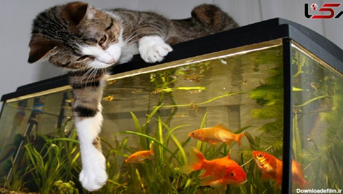 این گربه به جان ماهی آکواریوم افتاد + فیلم