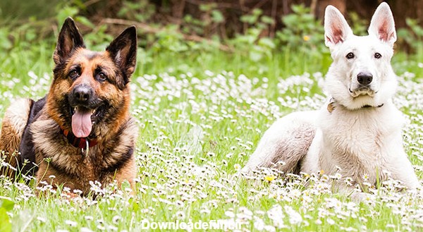 گالری عکس سگ ژرمن؛ از نژاد شپرد تا شولاین نمایشی | ستاره