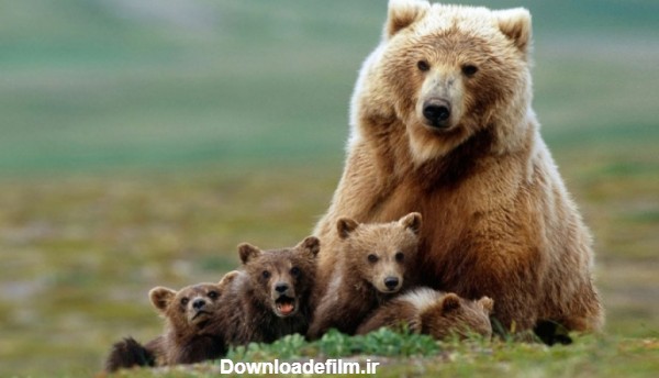 حیوانات راز بقا خرس های قهوه ای | کلیپ زیبای حیات وحش