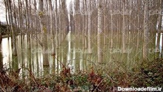 تصویر با کیفیت جنگل همراه با دریاچه و منظره زیبای درختان