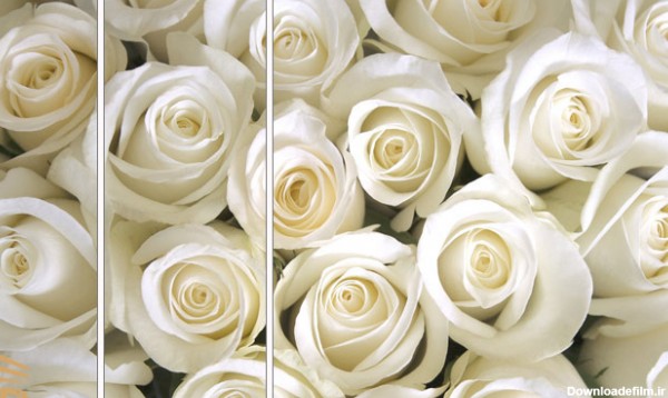 گل رز سفید نماد چیست؟خواص، تعبیر خواب و مشخصات رز سفید - VIP