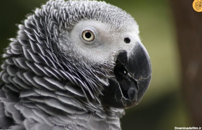 فرارو | (ویدئو) سرقت شوکه کننده یک طوطی کاسکو در روز روشن
