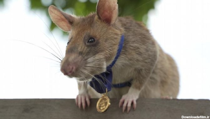 موش غول پیکری که مدال شجاعت گرفت!