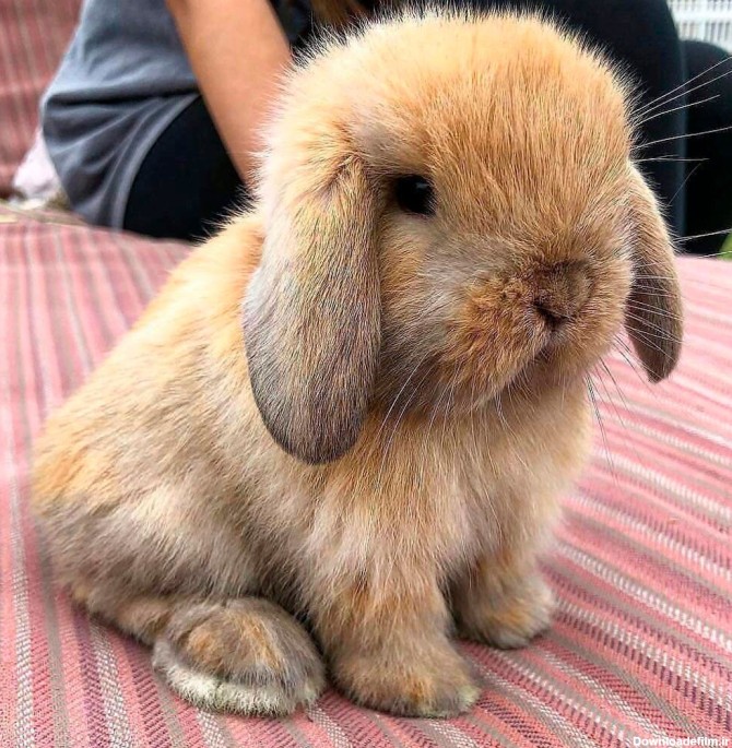 خرید و قیمت خرگوش لوپ اصل نژاد دار 🐇 + (عکس و ویدیو) 🥕