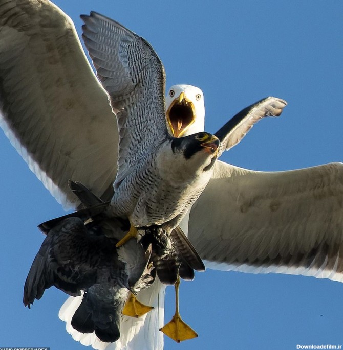 ثبت تصویر دیدنی از مبارزه شاهین و مرغان دریایی - نشان24