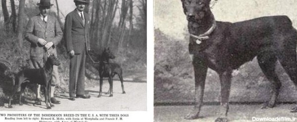 تاریخ نژاد سگ دوبرمن