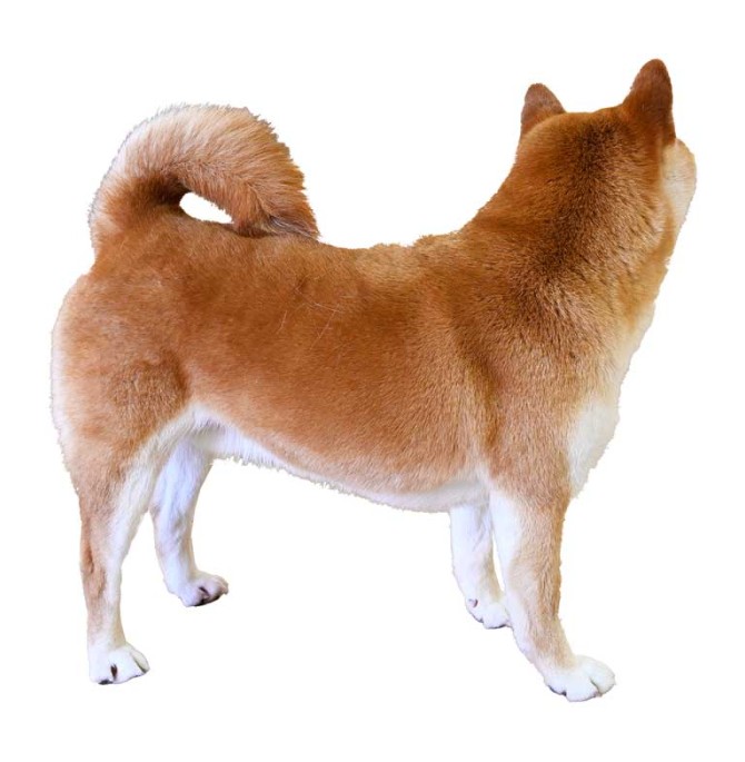 طرح سگ نارنجی از نمای پشت
