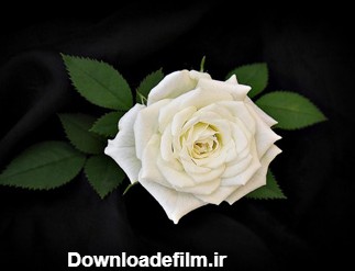 گالری عکس گل رز سفید؛ عکس هایی فوق‌العاده زیبا و با کیفیت | ستاره