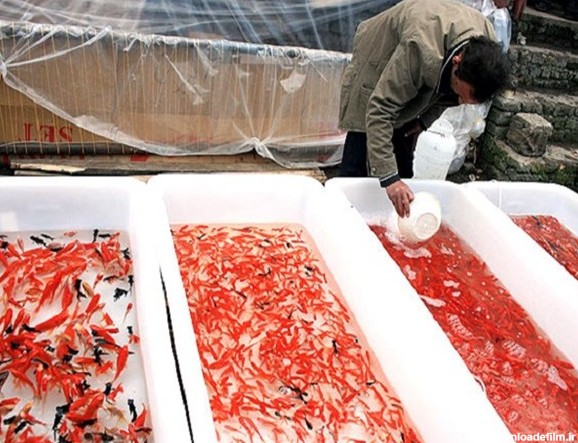 سفر مرگبار ماهی های قرمز در روزهای پایانی سال/ ماهی های قرمز از ...