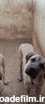 فروش توله های با اصالت سگ پژدر عراقی - سگ