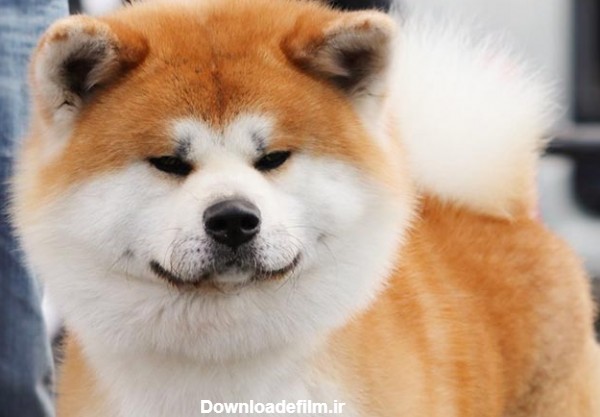 مشخصات کامل، قیمت و خرید نژاد سگ جاپانیز آکیتااینو (Japanese ...