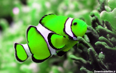 ماهی زیبا دلقک ماهی ! :: سخن بلاگ