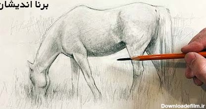آموزش تخصصی نقاشی حیوانات