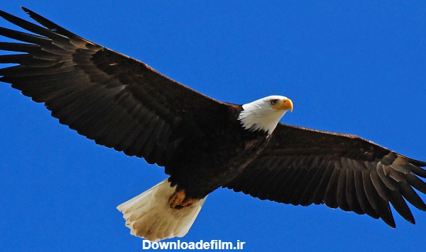 سلطان پرندگان eagle open wing