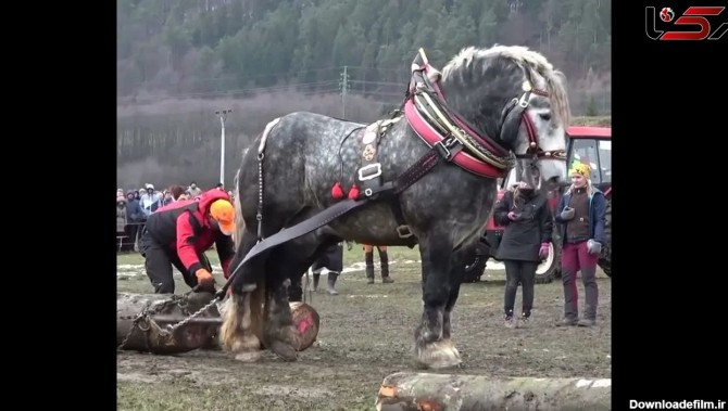 فیلم/ بزرگترین و قدرتمندترین اسب جهان با قد 223 سانتی متر و ...