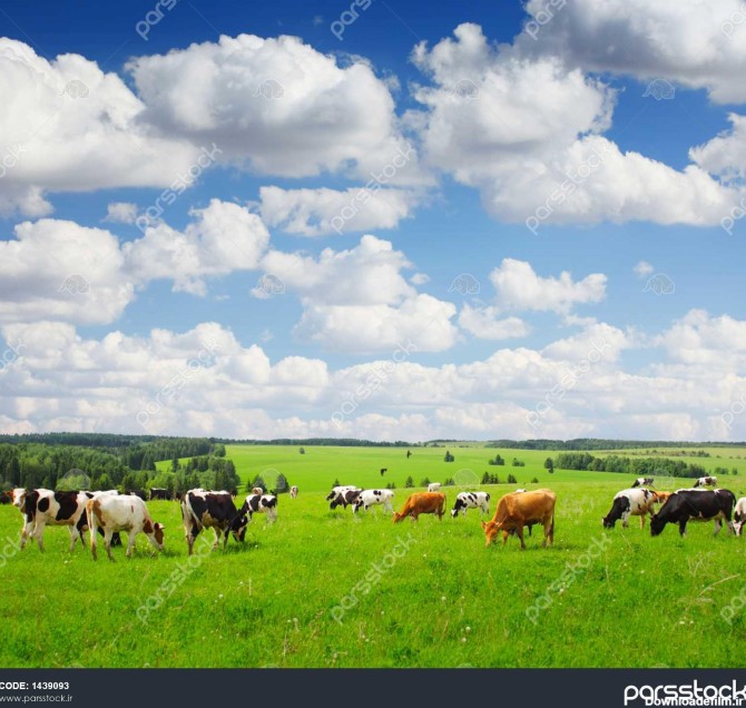 گاوها در یک چمنزار چمنزار سبز میشوند 1439093