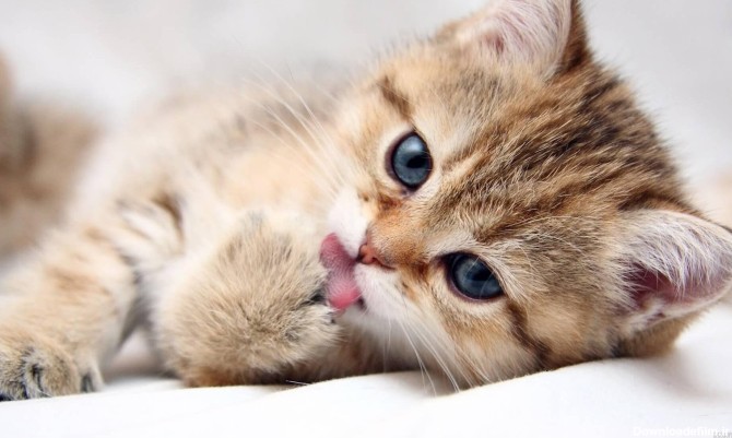عکس بچه گربه های کیوت