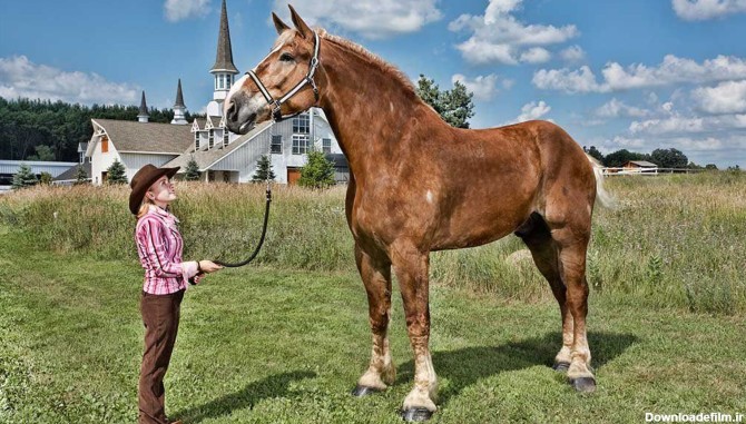 قد بلند ترین اسب جهان در آمریکا از دنیا رفت - اسپوتنیک افغانستان  , 1920, 07.07.2021