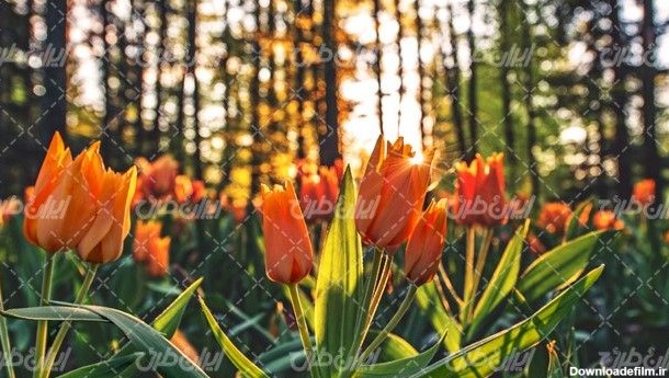 تصویر با کیفیت گل بهاری به همراه تابش نور خورشید و جنگل - ایران طرح