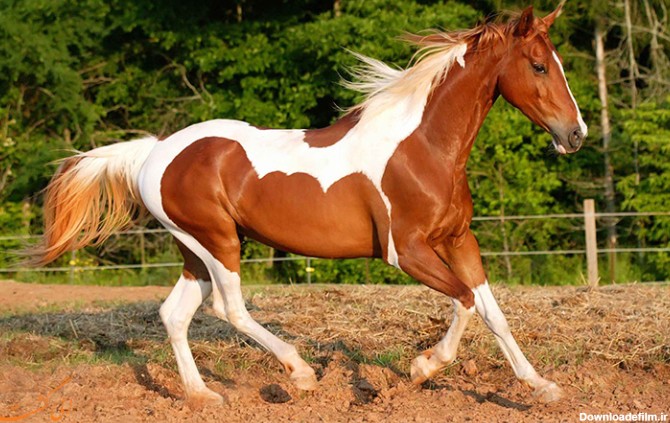 شناسایی زیباترین اسب اصیل ترکمن در مشهد