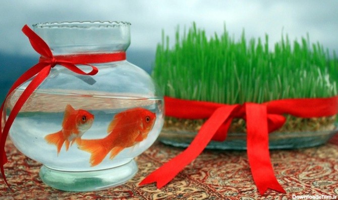 تولید 90 میلیون قطعه ماهی قرمز سفره هفت‌سین - حیات