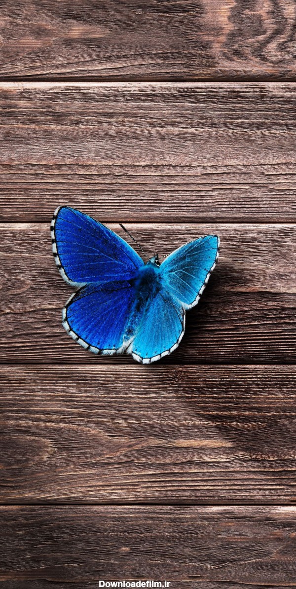 پس زمینه پروانه آبی مینیمال برای گوشی - والپیپر و بک گراند