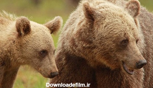 دانستنی های جالب در مورد خرس ها (تحقیق کامل)