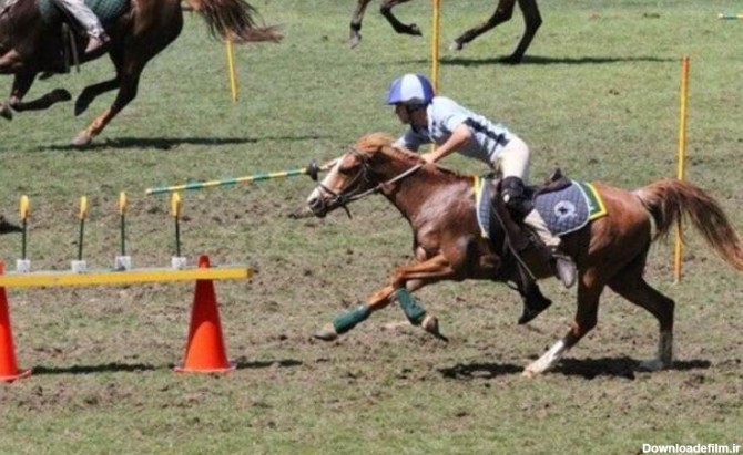 Gymkhana اسب سواری