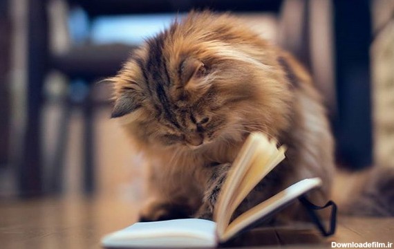 تصاویری جالب از گربه های دوستدار کتاب - مجله تصویر زندگی