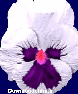 تصاویر متحرک گلها (2)