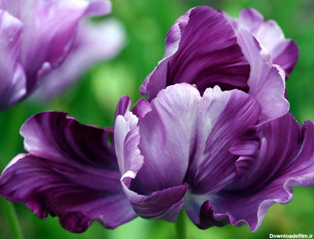 تصاویر گل های طبیعی خیلی زیبا  http://afghanistan-girl.blogsky.com/tag/%DA%AF%D9%84