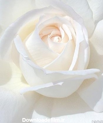 تصاویر گلهای سفید زیبا - عکس نودی