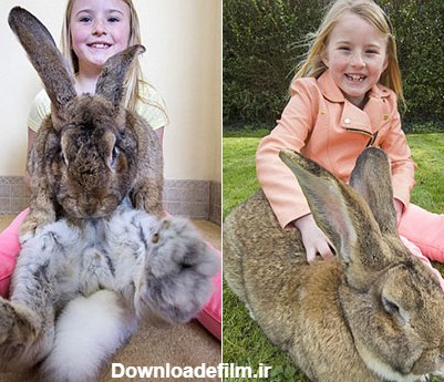عکس های بامزه و دیدنی از داریوش و جف، بزرگترین خرگوش های جهان