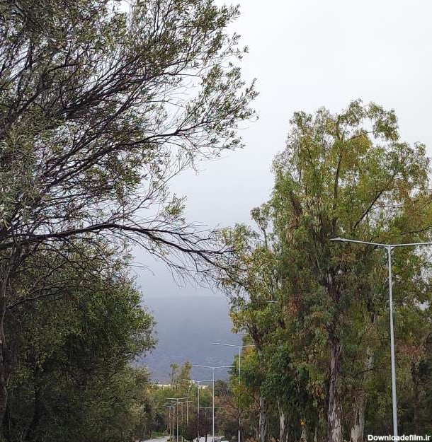عکسهای جنگل. پیش بینی آب و هوا با عکس های زیبا از anasa در یونان