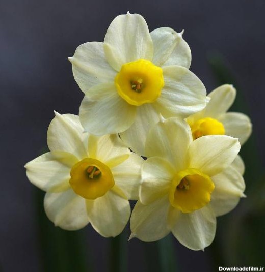جدیدترین عکس گل نرگس زیبا با کیفیت + خواص درمانی گل نرگس (1)