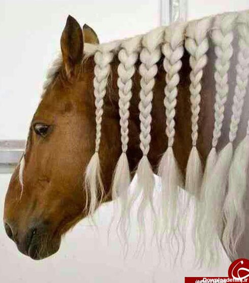 تصاویر/ زیباترین اسب های دنیا