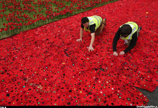 داستان عکس : همه این گل ها برای کسانی که در جنگ ها جانشان را ...