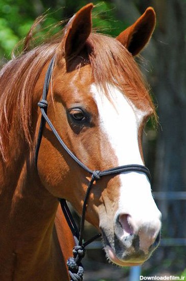 عکس اسب های امریکایی