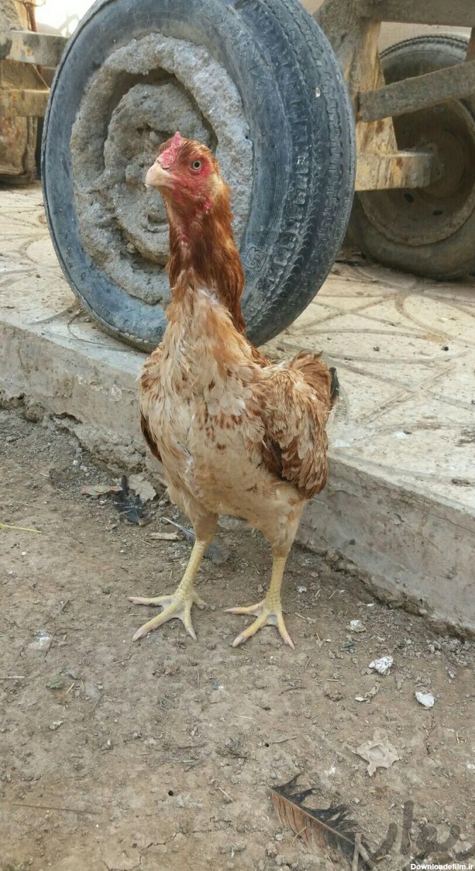 جوجه خروس لاری نزدیک به3ماه عکس مولدهاروگذاشتم|حیوانات مزرعه ...